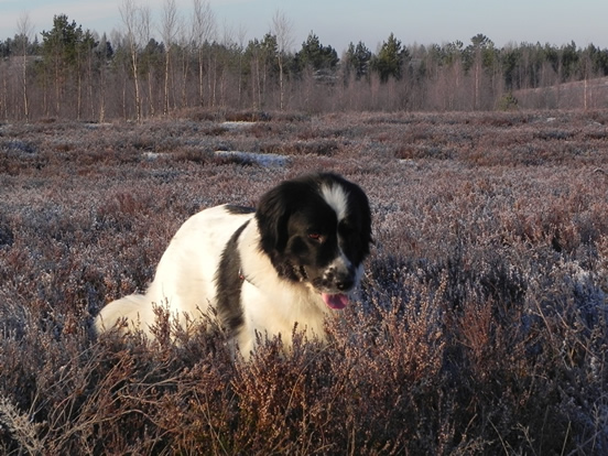 Sophie on Jussi Natural trail