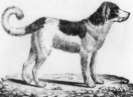 Canis Familiaris Terrae Novae 1796