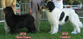 Newfoundland dog and Landseer