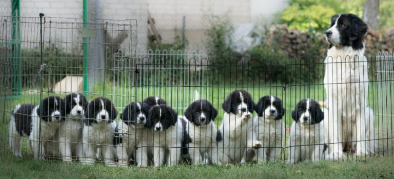 Landseer litter